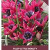 Tulip Pulchella