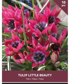 Tulip Pulchella