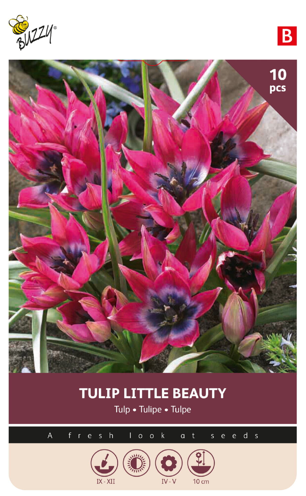 Tulip Pulchella