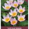 Tulip Bakeri Lilac