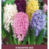 Hyacinth Orientalis