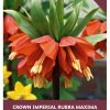 imperialis rubra