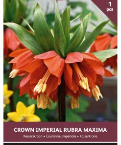 imperialis rubra