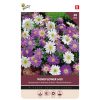 Bulbs Anemone Blanda Mixed