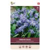 Buzzy Bulbs Scilla Siberica