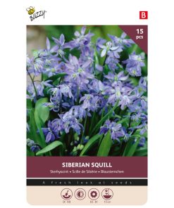 Buzzy Bulbs Scilla Siberica