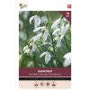 Buzzy Bulbs Galanthus Elwesii