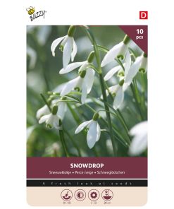Buzzy Bulbs Galanthus Elwesii