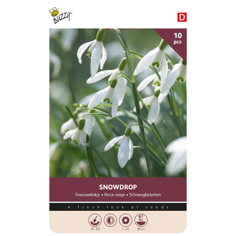 Buzzy Bulbs Galanthus Elwesii