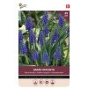 Bulbs Muscari Armeniacum