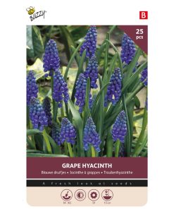 Bulbs Muscari Armeniacum