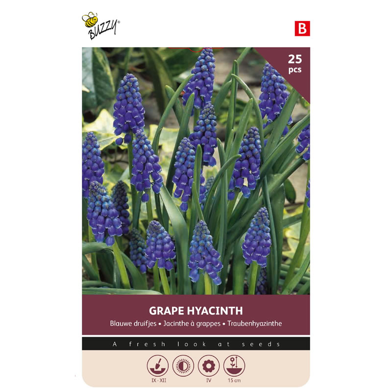 Bulbs Muscari Armeniacum