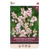 Bulbs Ixia Spotlight