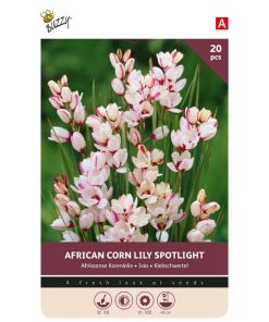 Bulbs Ixia Spotlight
