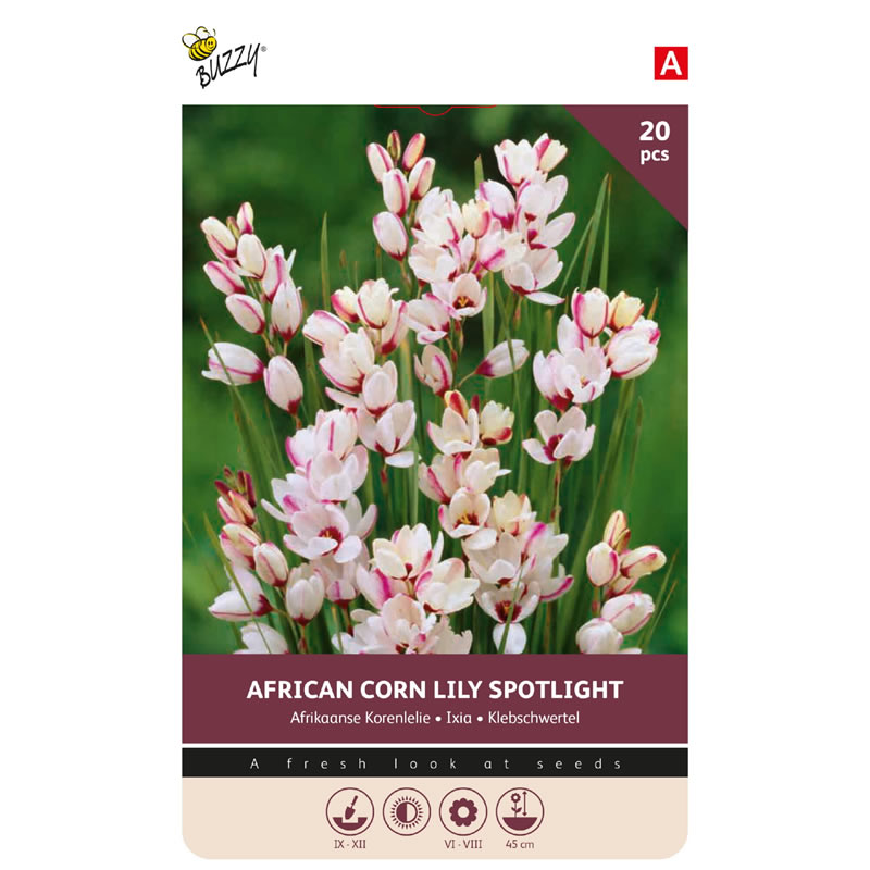 Bulbs Ixia Spotlight