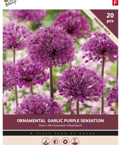 Allium Purple Sensation
