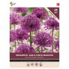 Bulbs Allium Purple Sensation