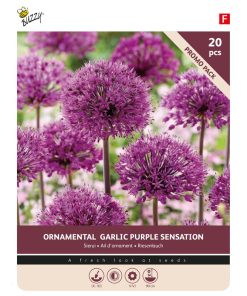 Bulbs Allium Purple Sensation