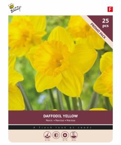 Buzzy Bulbs Large-Flowered Daffodil Yellow 10/12 – 25 Bulbs