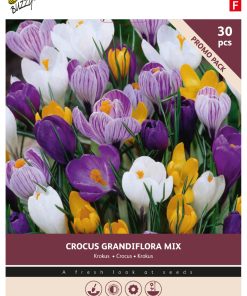Buzzy Bulbs Crocus Grandiflora mixed 7/8 – 30 Bulbs