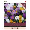 Bulbs Crocus Grandiflora mixed
