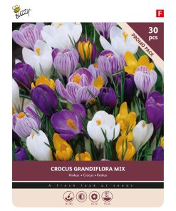 Bulbs Crocus Grandiflora mixed