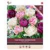 876017- Buzzy® Bulbs Tulip Lavender Blend 11