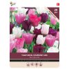 Tulip Royal Symphony