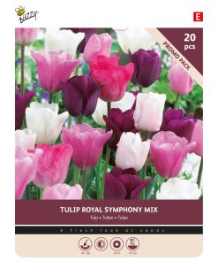 Tulip Royal Symphony