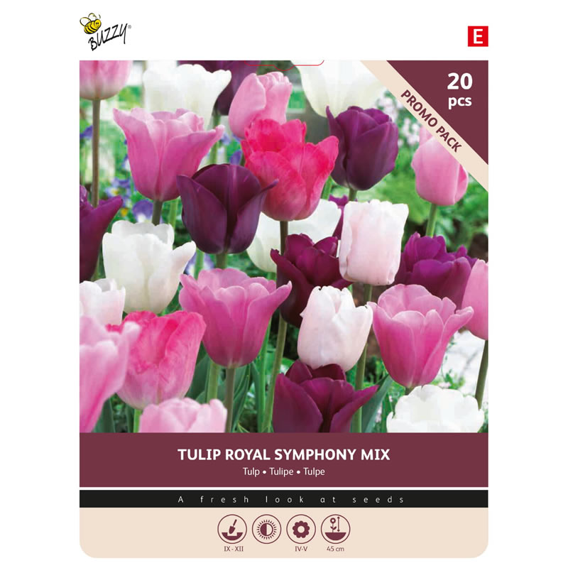 Tulip Royal Symphony