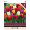 Tulip Triumph Mixed