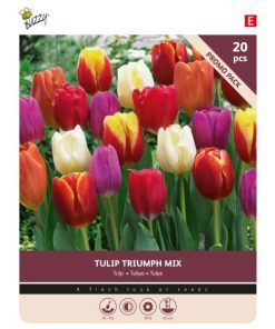 Tulip Triumph Mixed