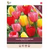 Tulip Darwin Mixed