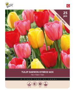Tulip Darwin Mixed