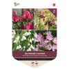 Bee-Friendly Flower Bulbs