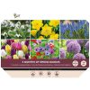 Bulbs Big Box