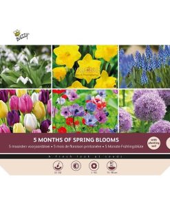 Bulbs Big Box