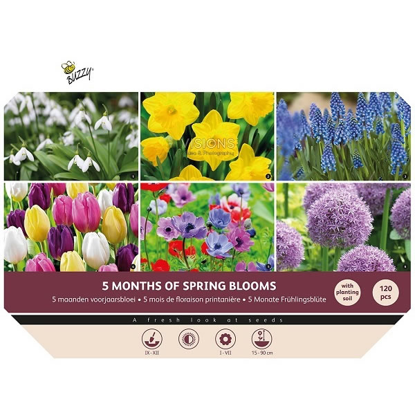 Bulbs Big Box