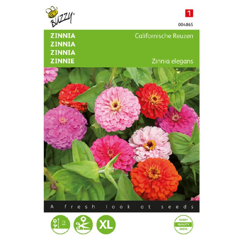 California Giant Zinnia Mixed