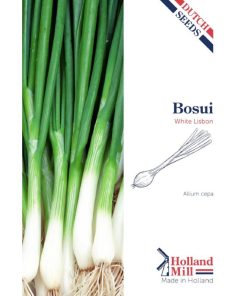 Holland Mill Spring Onion White Lisbon