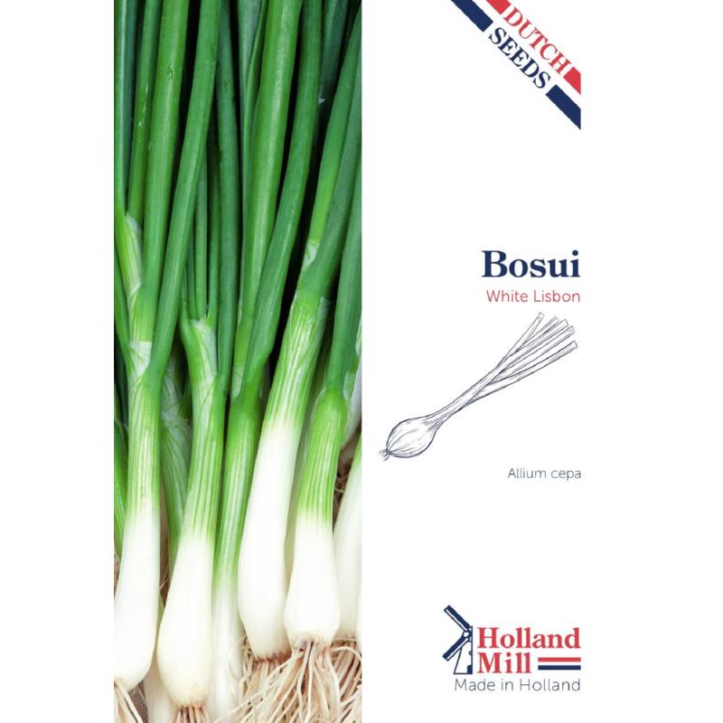 Holland Mill Spring Onion White Lisbon