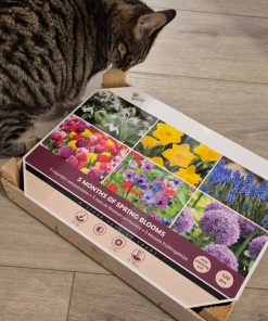 Alternative view of Buzzy Bulbs Big Box – 5 Months of Flowers – 120 Bulbs